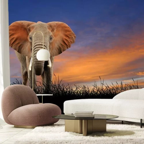 Fotobehang Olifant op achtergrond van zonsondergang