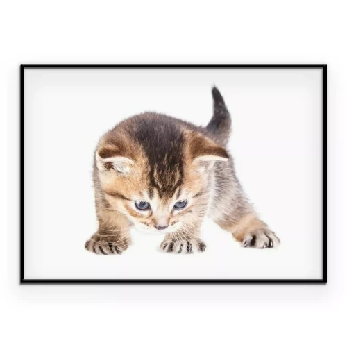 Poster Grijze kitten op een witte achtergrond