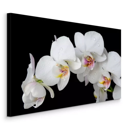 Canvas Witte orchidee op een zwarte achtergrond