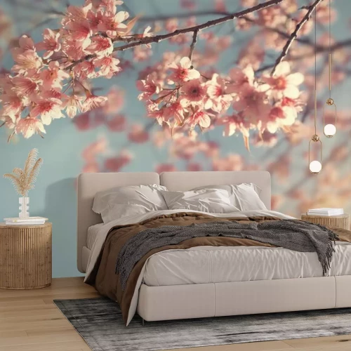 Fotobehang Kersentak in het voorjaar