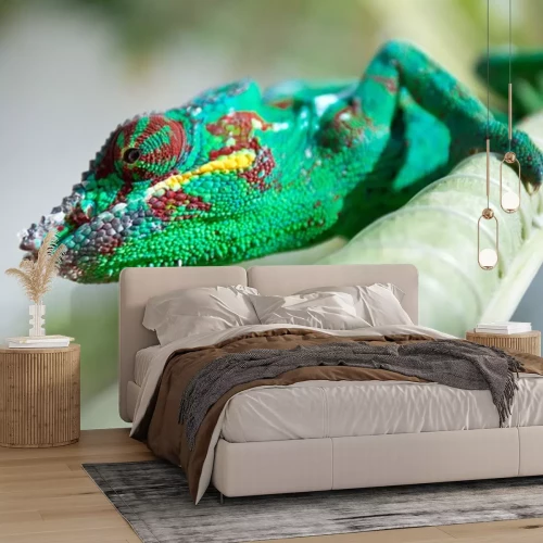 Sticker Cameleon, chamaeleo pardalis, île de la Reunion