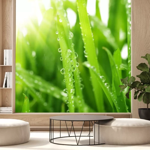 Sticker Dauwdruppels op verlichte grassprieten