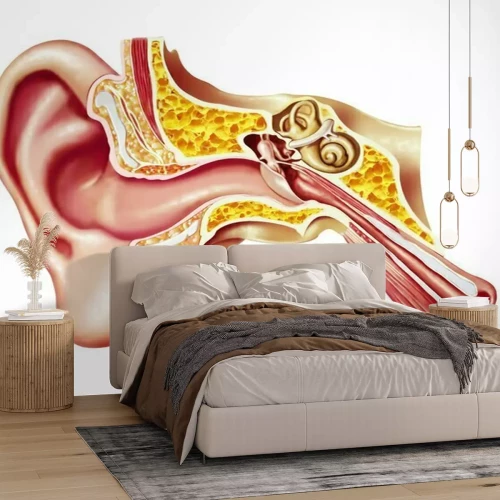 Fotobehang Menselijk oor cutaway diagram.