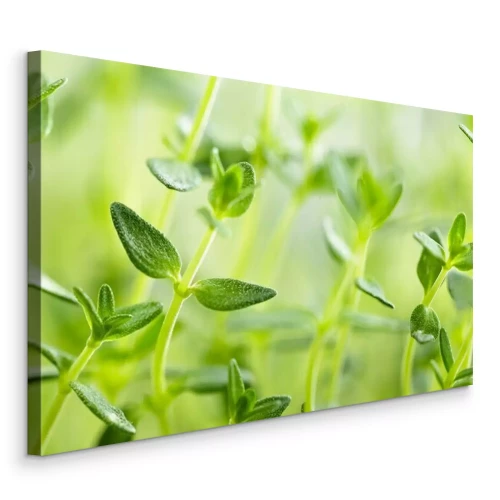 Canvas Groene tijm close-up