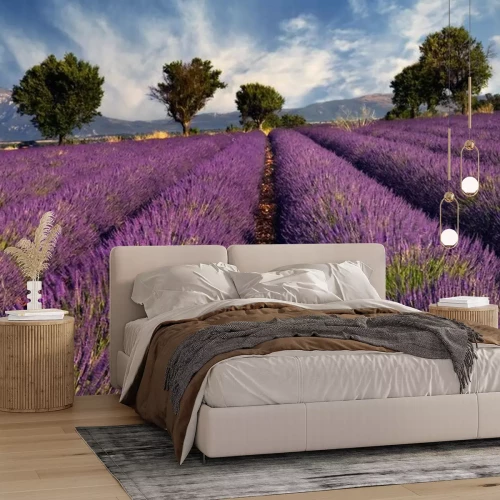 Fotobehang Lavendelveld in de Provence