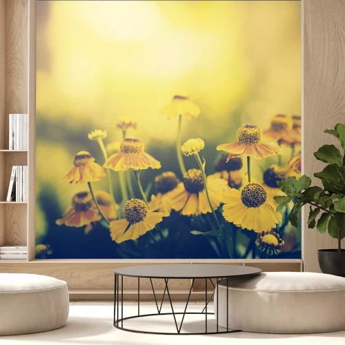 Fotobehang Gele bloemen in de ondergaande zon