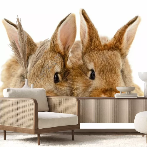 Sticker Bruine konijnen op witte achtergrond