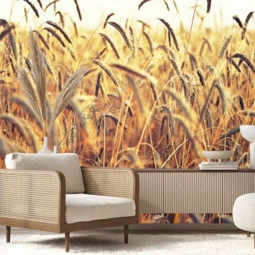 Fotobehang Verlichte tarwe-aren en natuur