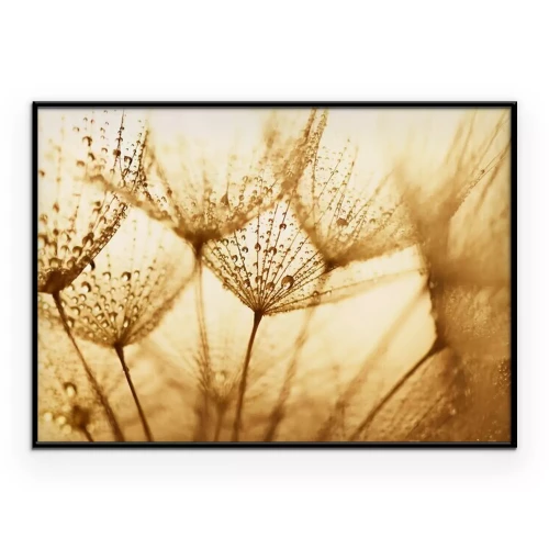 Poster Plant zaden met water druppels