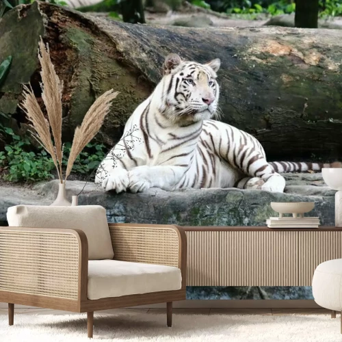 Fotobehang Witte tijger op de rots