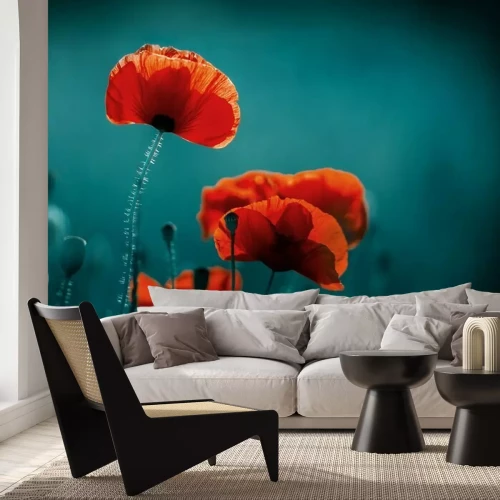 Fotobehang Klaprozen op een turquoise achtergrond