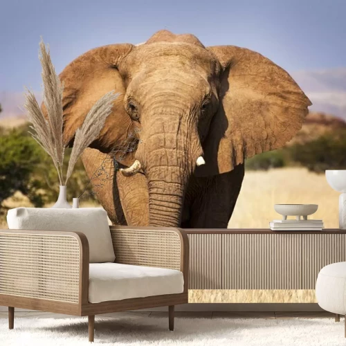 Fotobehang Afrikaanse olifant op de savanne