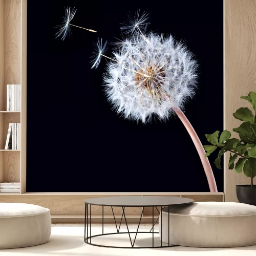 Fotobehang Afzonderlijke paardenbloem op zwarte achtergrond