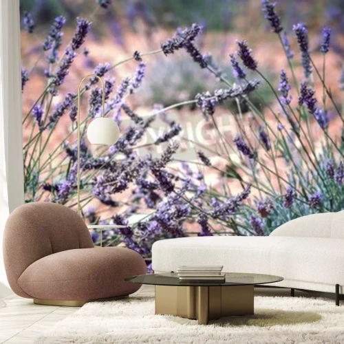 Fotobehang Close-up van lavendelbloemen in een weide