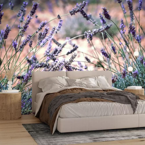 Fotobehang Close-up van lavendelbloemen in een weide
