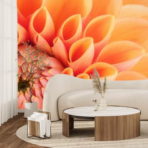 Fotobehang Chrysant close-up