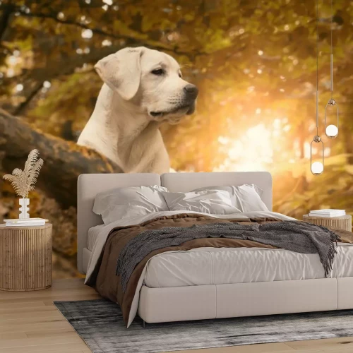 Fotobehang Labrador in het herfstlandschap - hondenfotografie