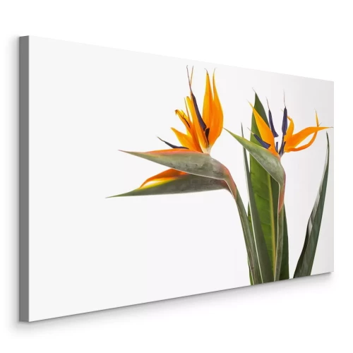 Canvas Strelitzia paradijsvogelplant exotische plant