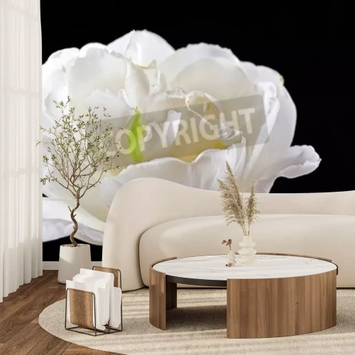 Sticker Witte tulp op zwarte achtergrond