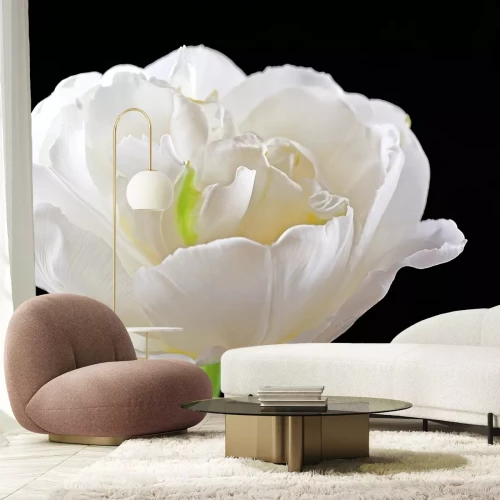 Sticker Witte tulp op zwarte achtergrond