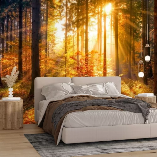 Fotobehang Herfstlandschap zonsopgang in het bos natuurlijk landschap