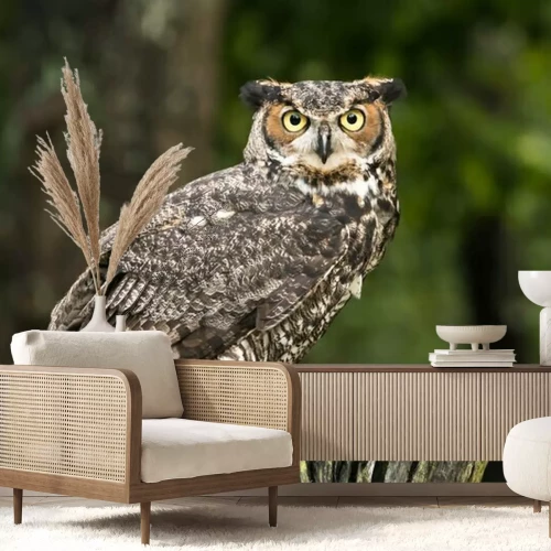 Fotobehang Uil zittend op een boomtak