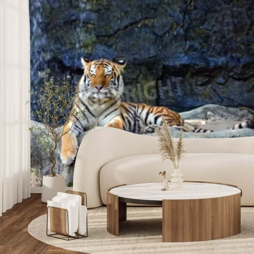 Fotobehang Tijger slapend op de rotsen