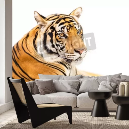 Fotobehang Liggende Siberische tijger