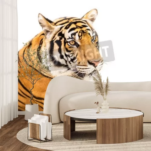 Sticker Liggende Siberische tijger