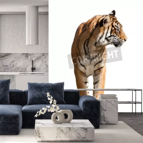 Fotobehang Tijger op witte achtergrond