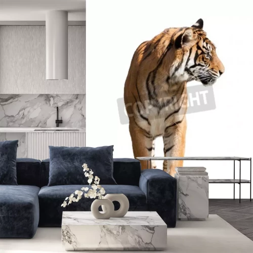 Sticker Tijger op witte achtergrond