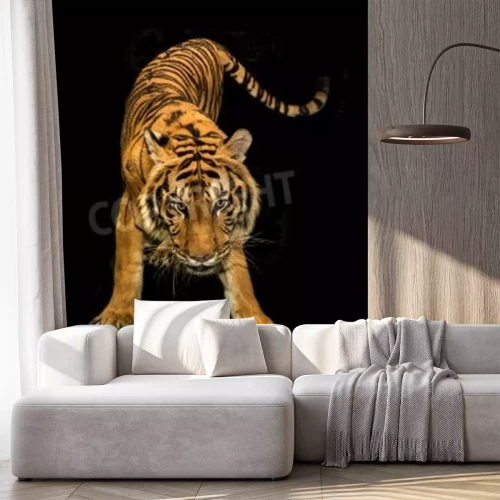 Sticker Tijger in beweging op donkere achtergrond