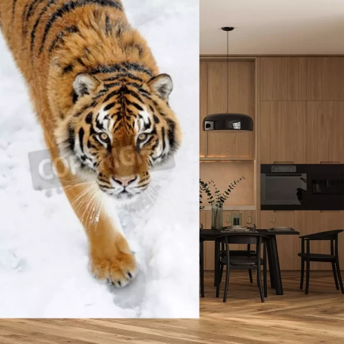 Fotobehang Siberische tijger op sneeuw