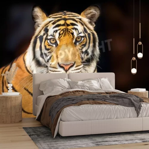 Fotobehang Siberische tijger op donkere achtergrond