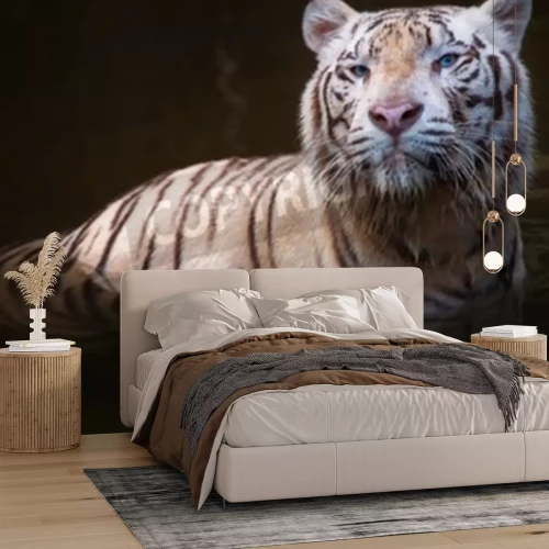 Fotobehang Witte tijger in het water