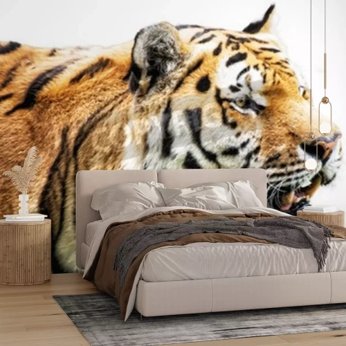 Fotobehang Siberische tijger op witte achtergrond