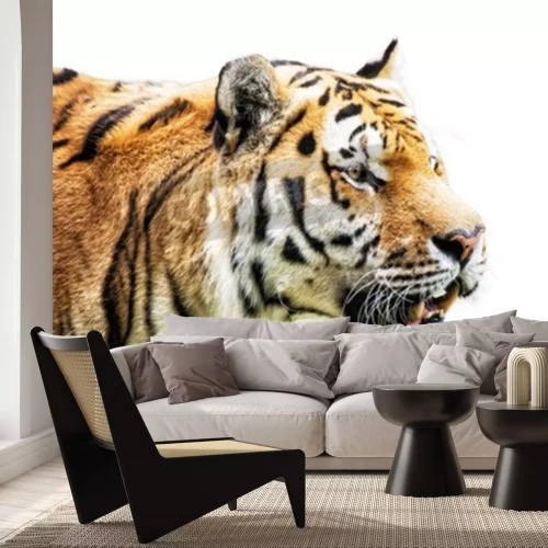 Sticker Siberische tijger op witte achtergrond