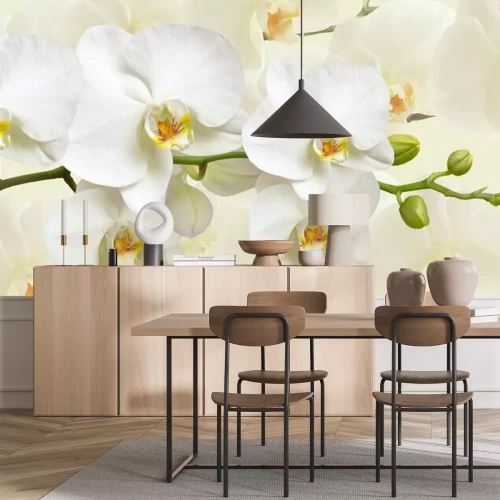 Fotobehang Close-up van witte orchideeën