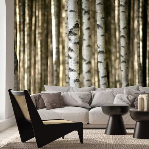 Fotobehang Berkenstammen in het bos