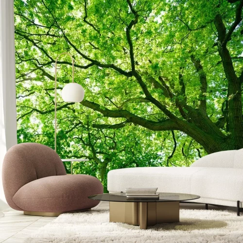 Fotobehang Kruin van een oude eik