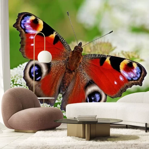 Fotobehang Dagpauwoog vlinder op een bloemetje