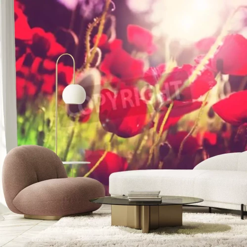 Fotobehang Klaprozen op een weide