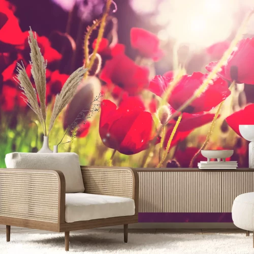 Fotobehang Klaprozen op een weide