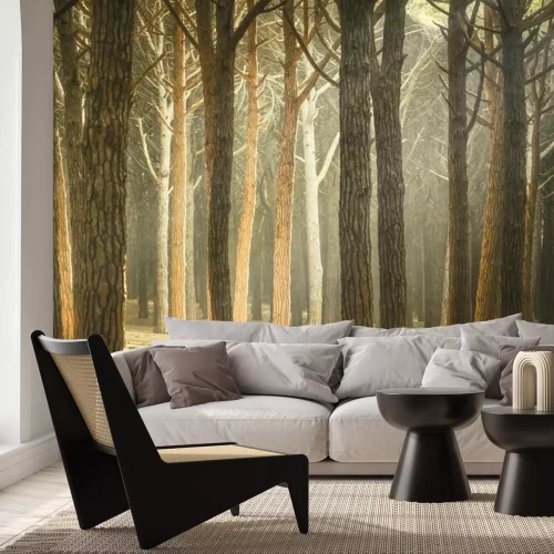 Fotobehang Italiaanse Denneboom mistige bos of dennenbos. Maremma Toscane