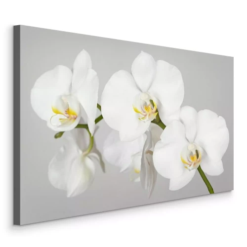 Canvas Een takje witte orchidee