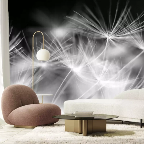 Fotobehang Zwart-witte paardenbloemzaden