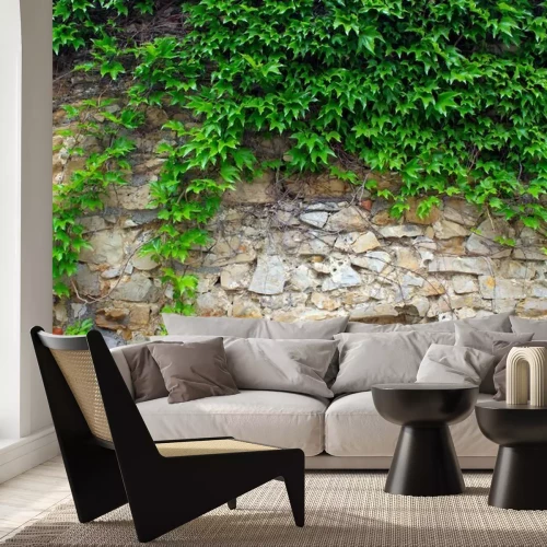 Fotobehang Oude met klimop begroeide muur