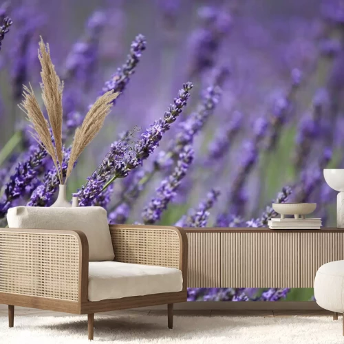 Fotobehang Lavendel takjes