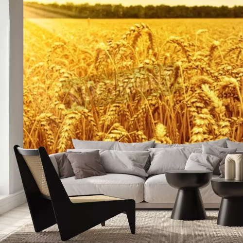 Fotobehang Korenveld en zonsopgang