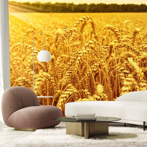 Fotobehang Korenveld en zonsopgang